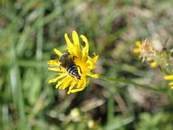 Imagem de Coelioxys alatus Förster 1853