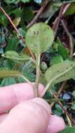 Image of Peperomia tequendamana Trel.