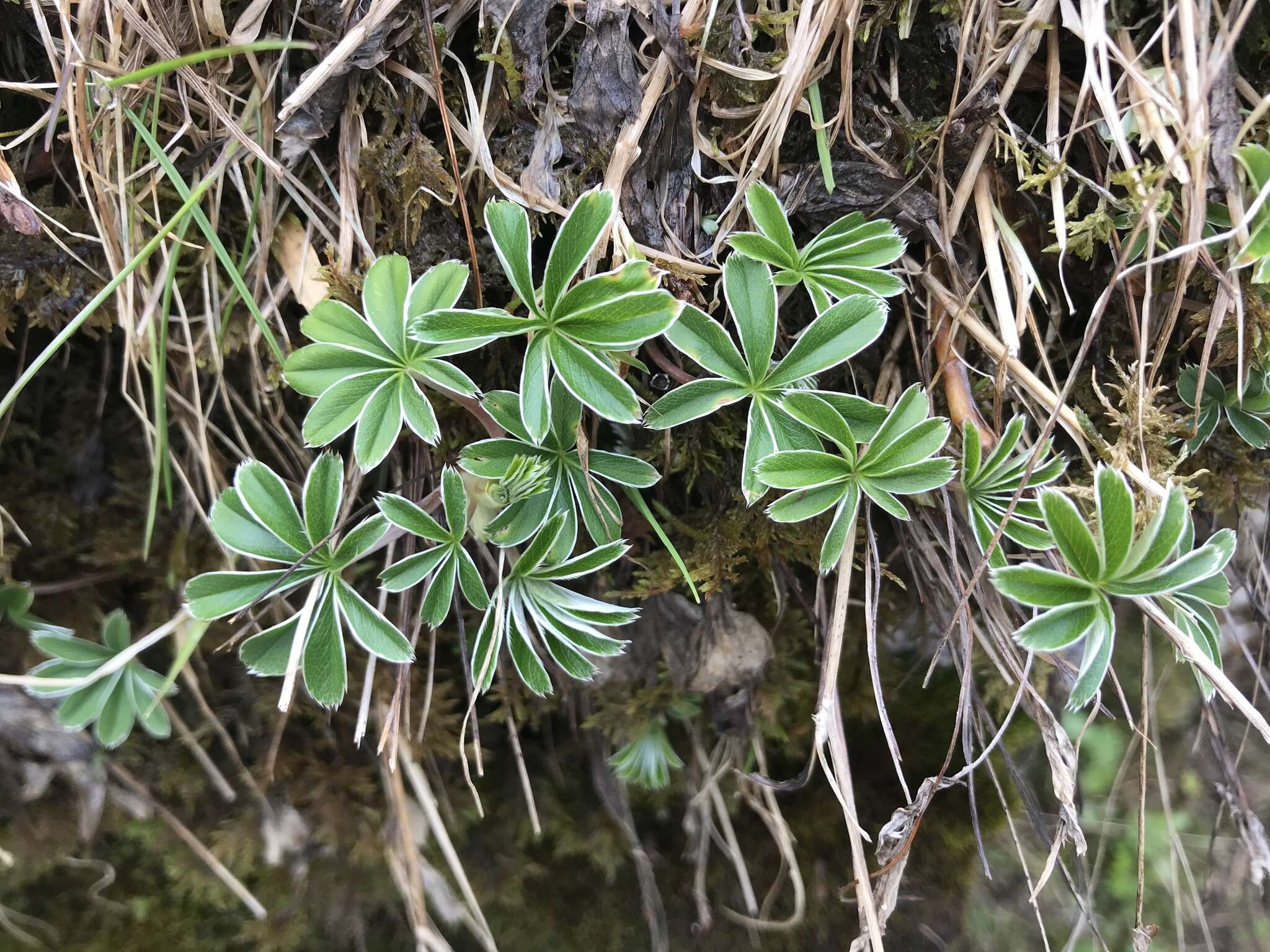 Image of Silver Lady's Mantle