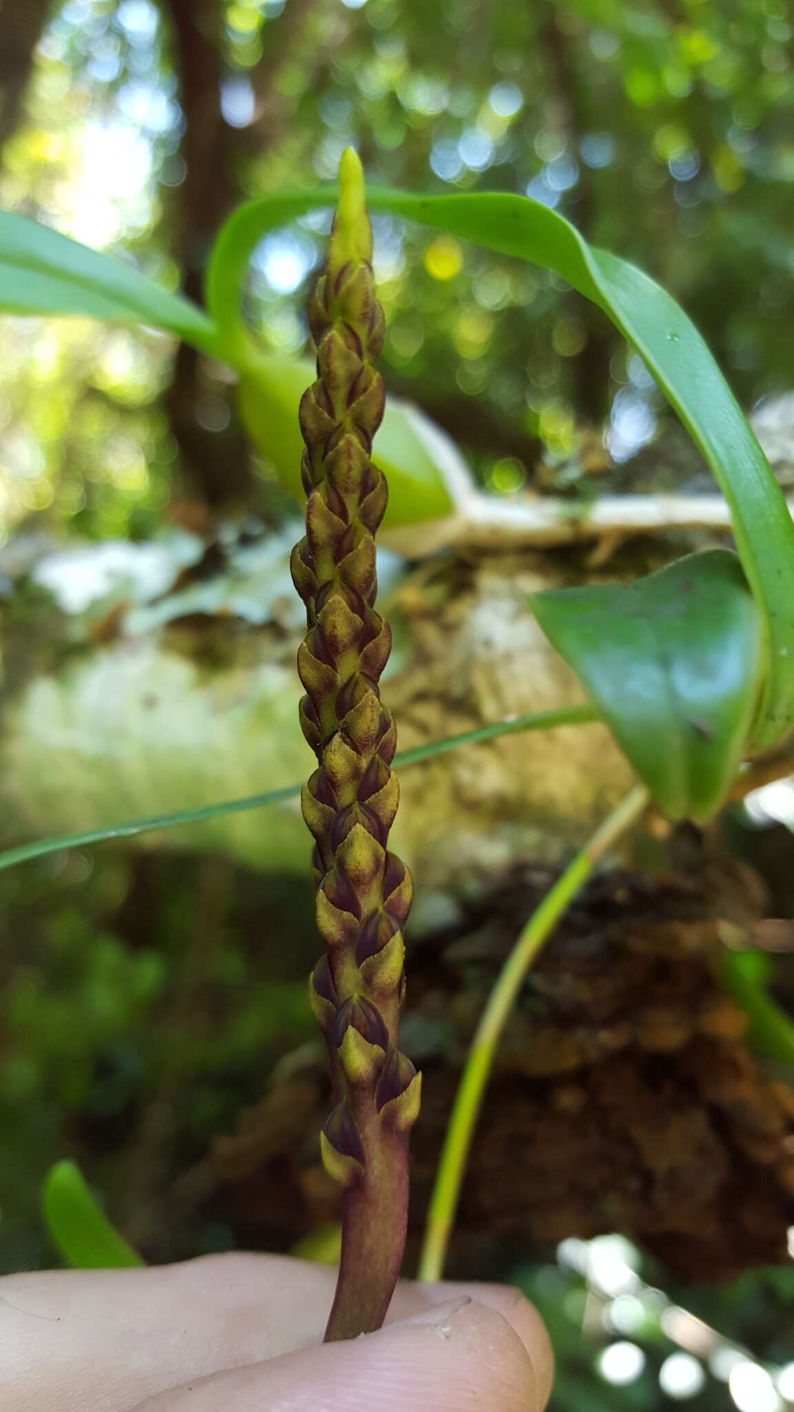 Bulbophyllum clavatum Thouars的圖片