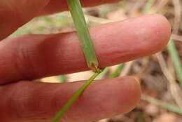 Image of Harford's oniongrass