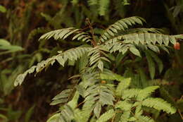 Image of Cnestis corniculata Lam.