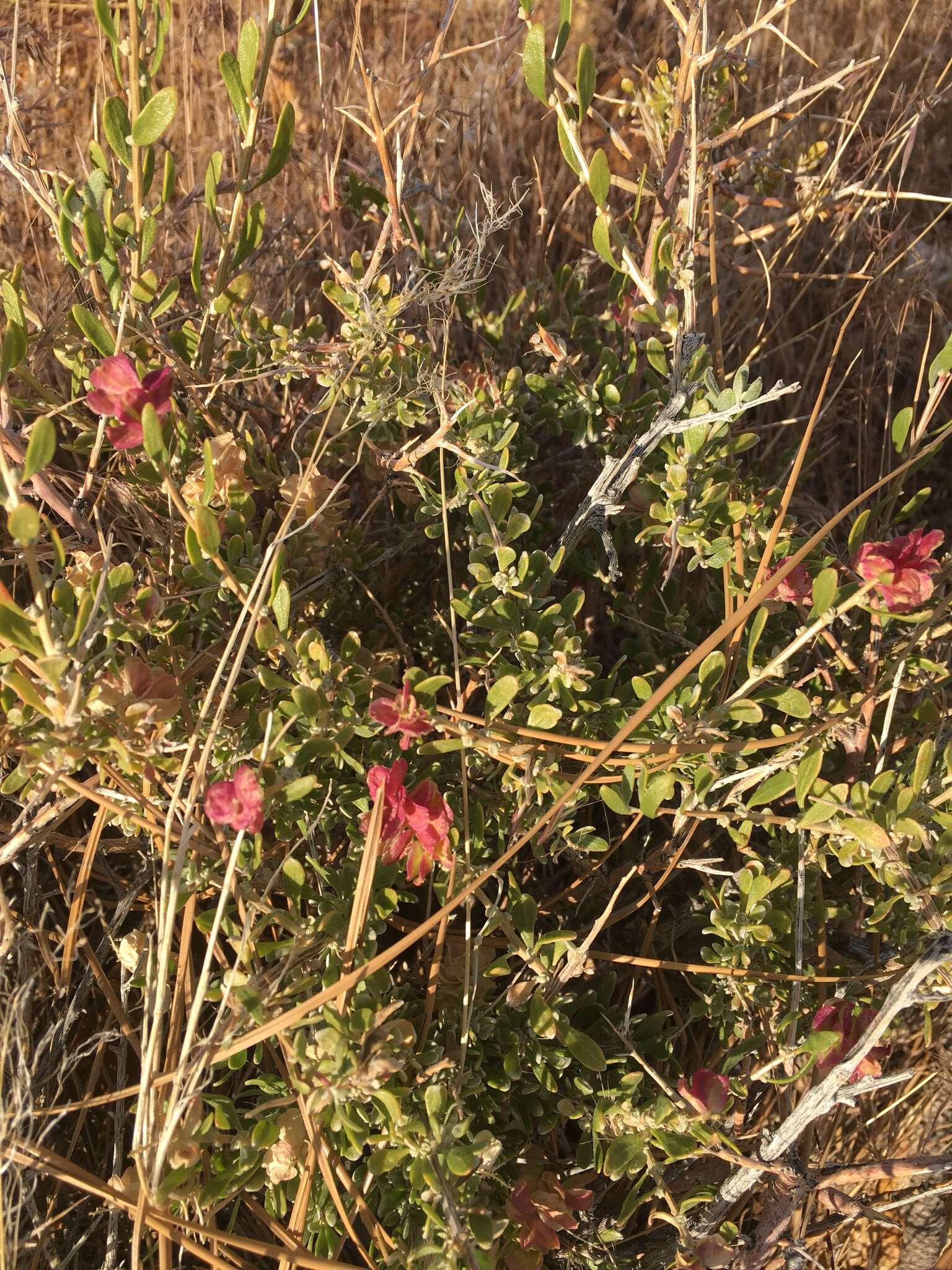 Plancia ëd Grayia spinosa (Hook.) Moq.