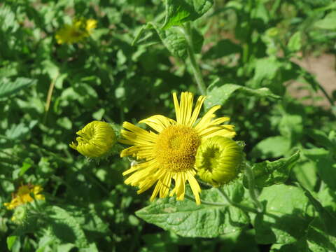 Image of common fleabane