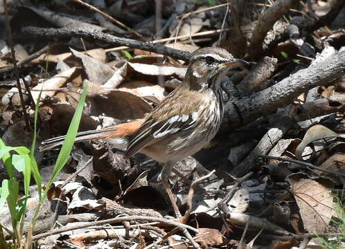 Image of White-browed Scrub Robin