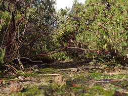 Слика од Arctostaphylos densiflora M. S. Baker