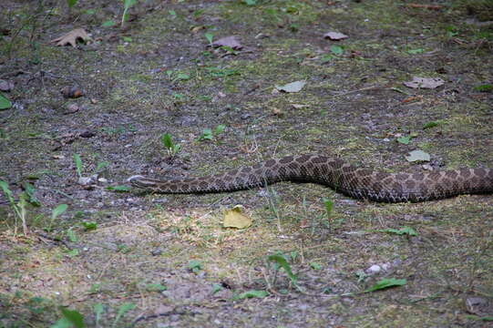 Image of Black massasauga