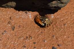 Image of Galápagos Fiddler Crab