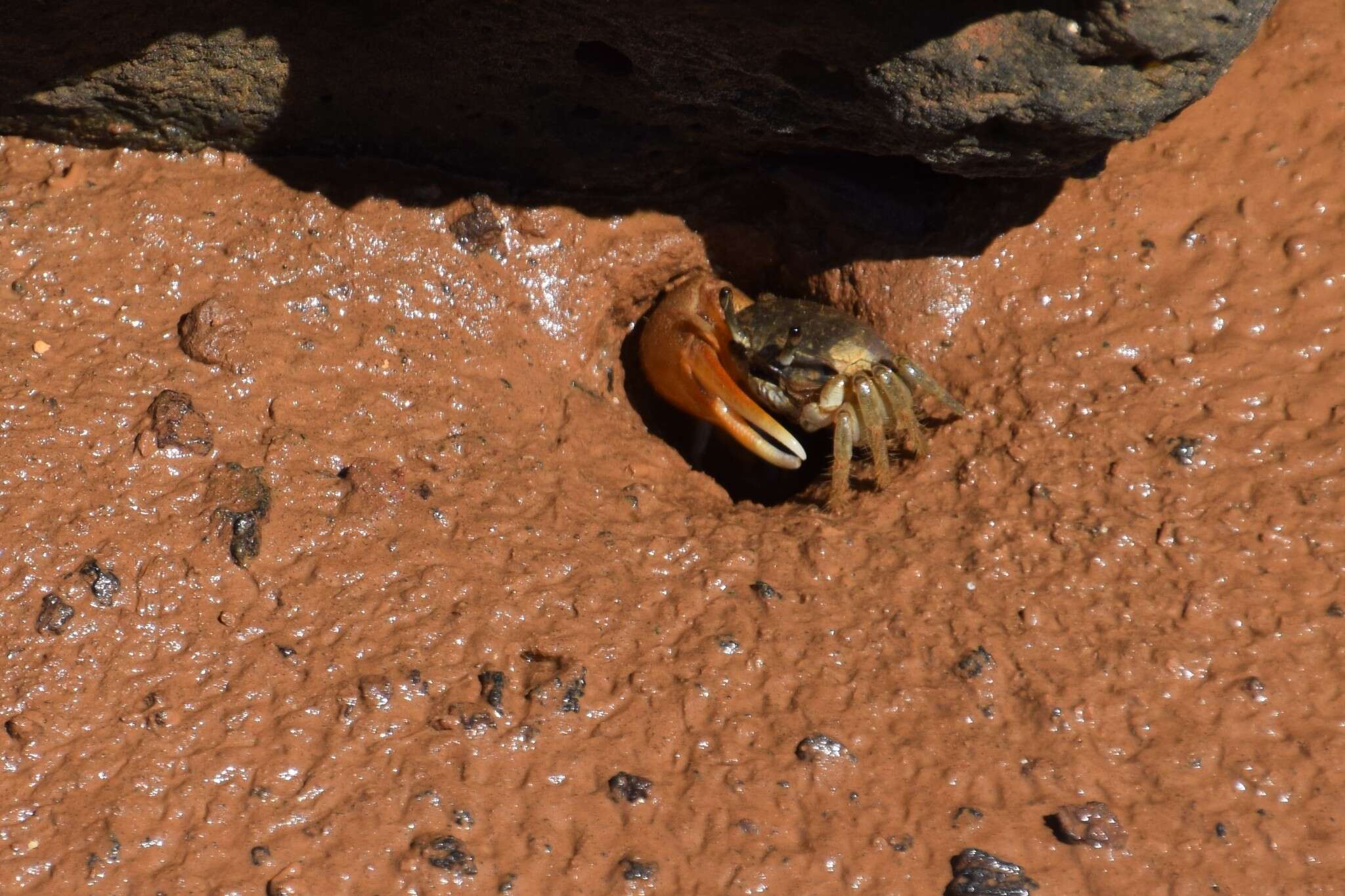 Image of Galápagos Fiddler Crab