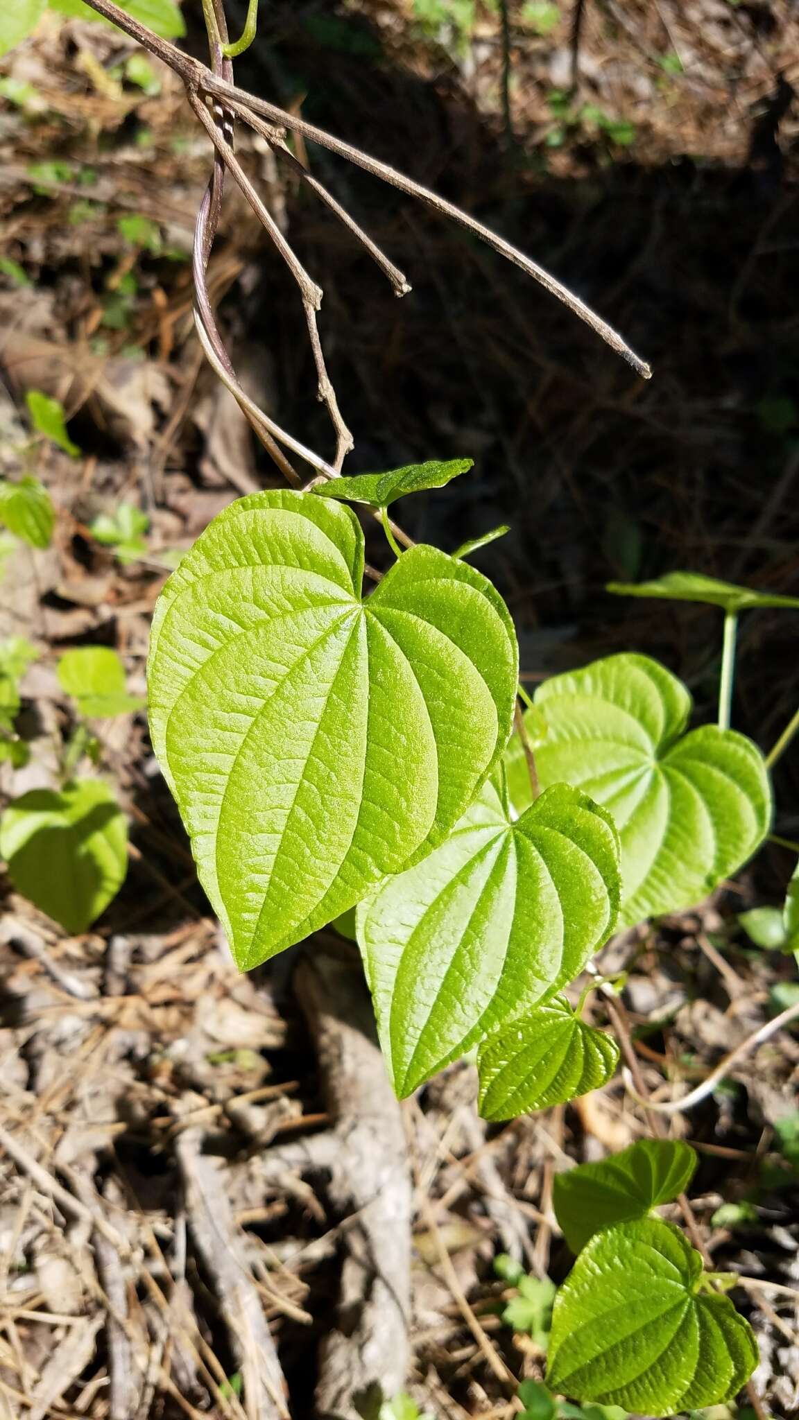 Image of air yam