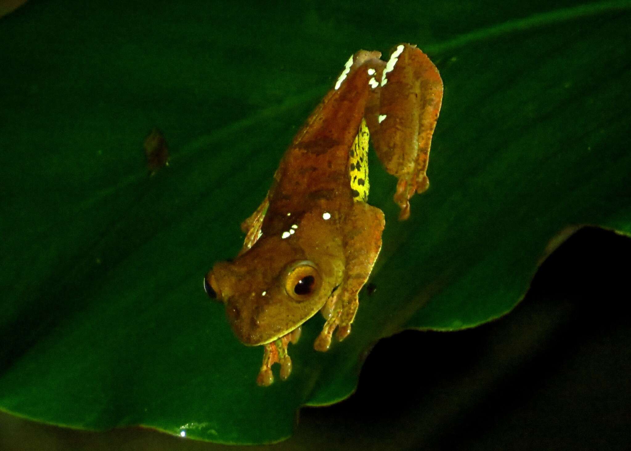 Imagem de Rhacophorus pardalis Günther 1858