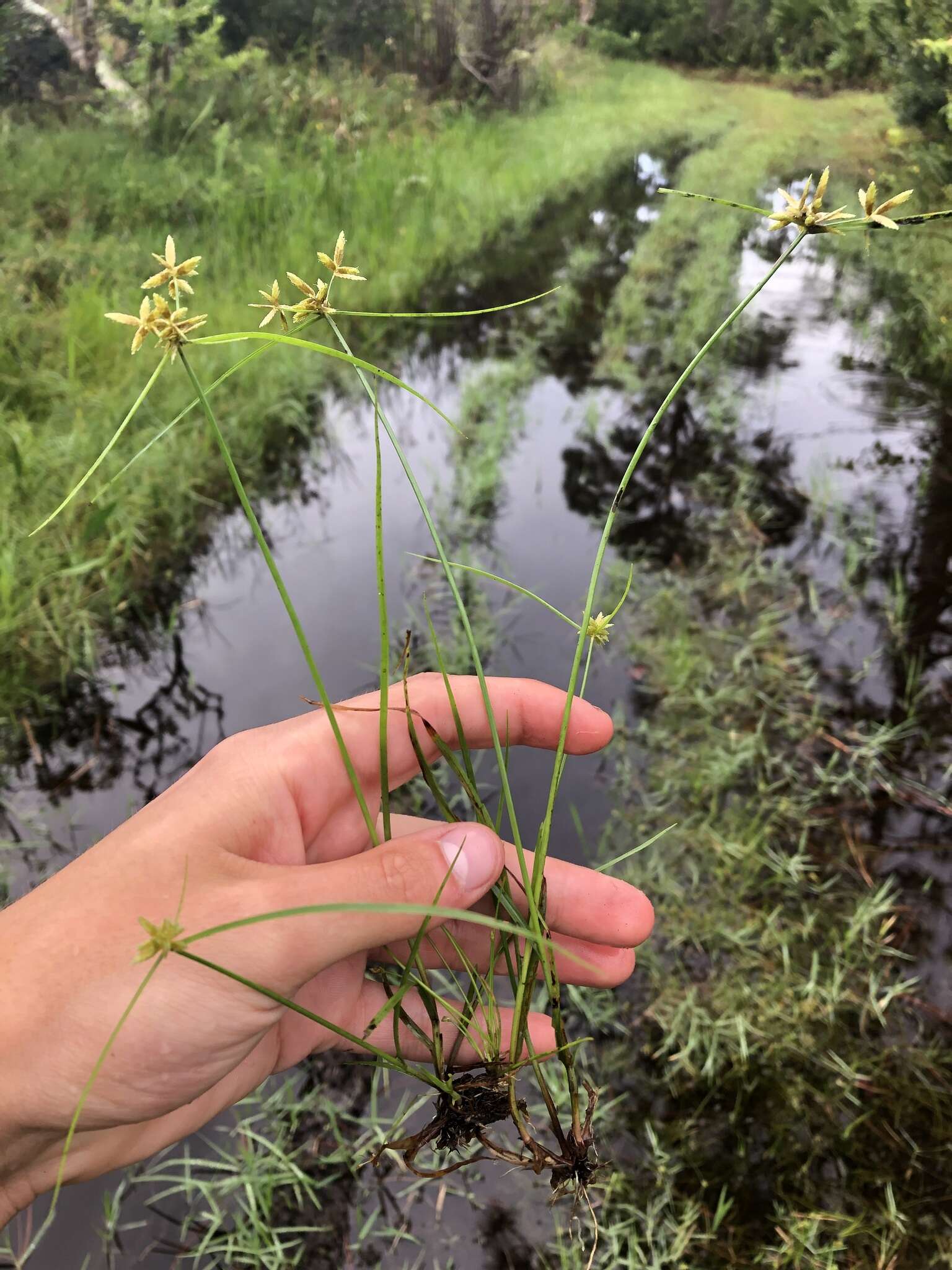 Imagem de Cyperus lanceolatus Poir.