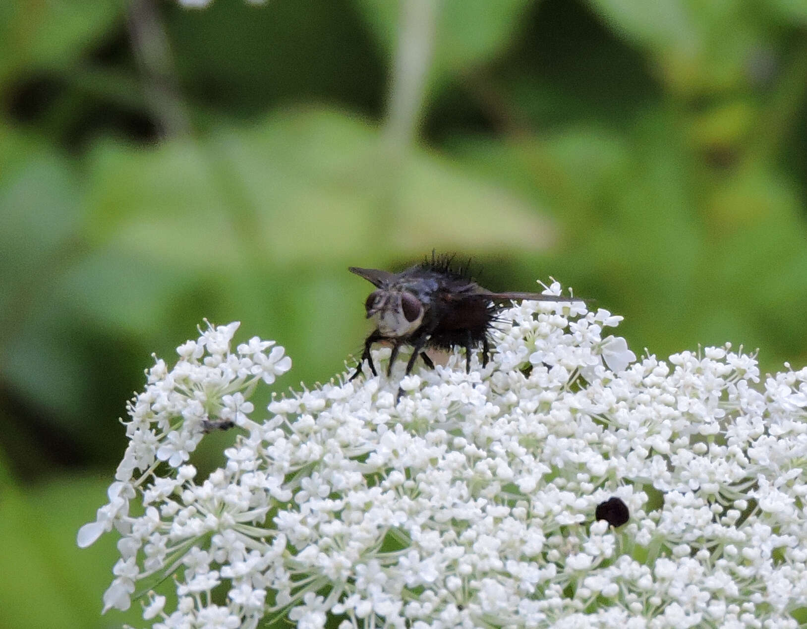 صورة Juriniopsis adusta (Wulp 1890)