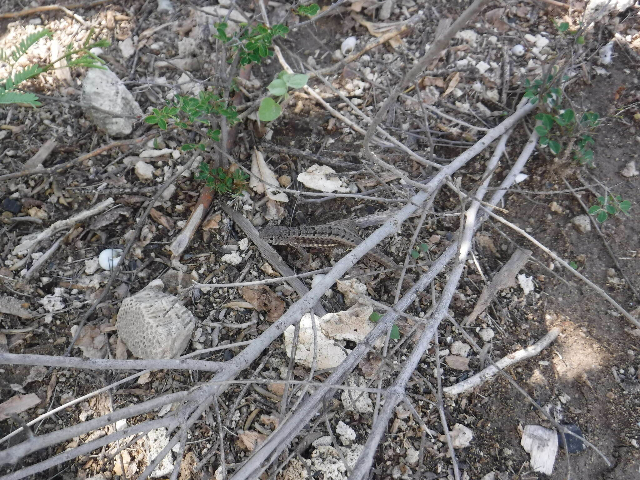 Image of Red-sided Curly-tailed Lizard