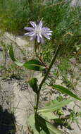 Image of blue lettuce