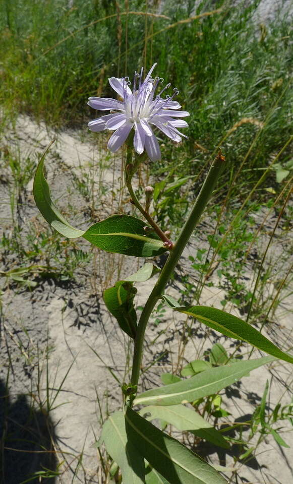 صورة Lactuca pulchella (Pursh) DC.