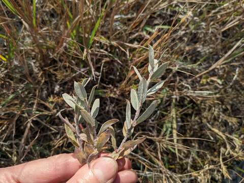 Image de Salix brachycarpa Nutt.