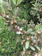 Image of Australian myrtle