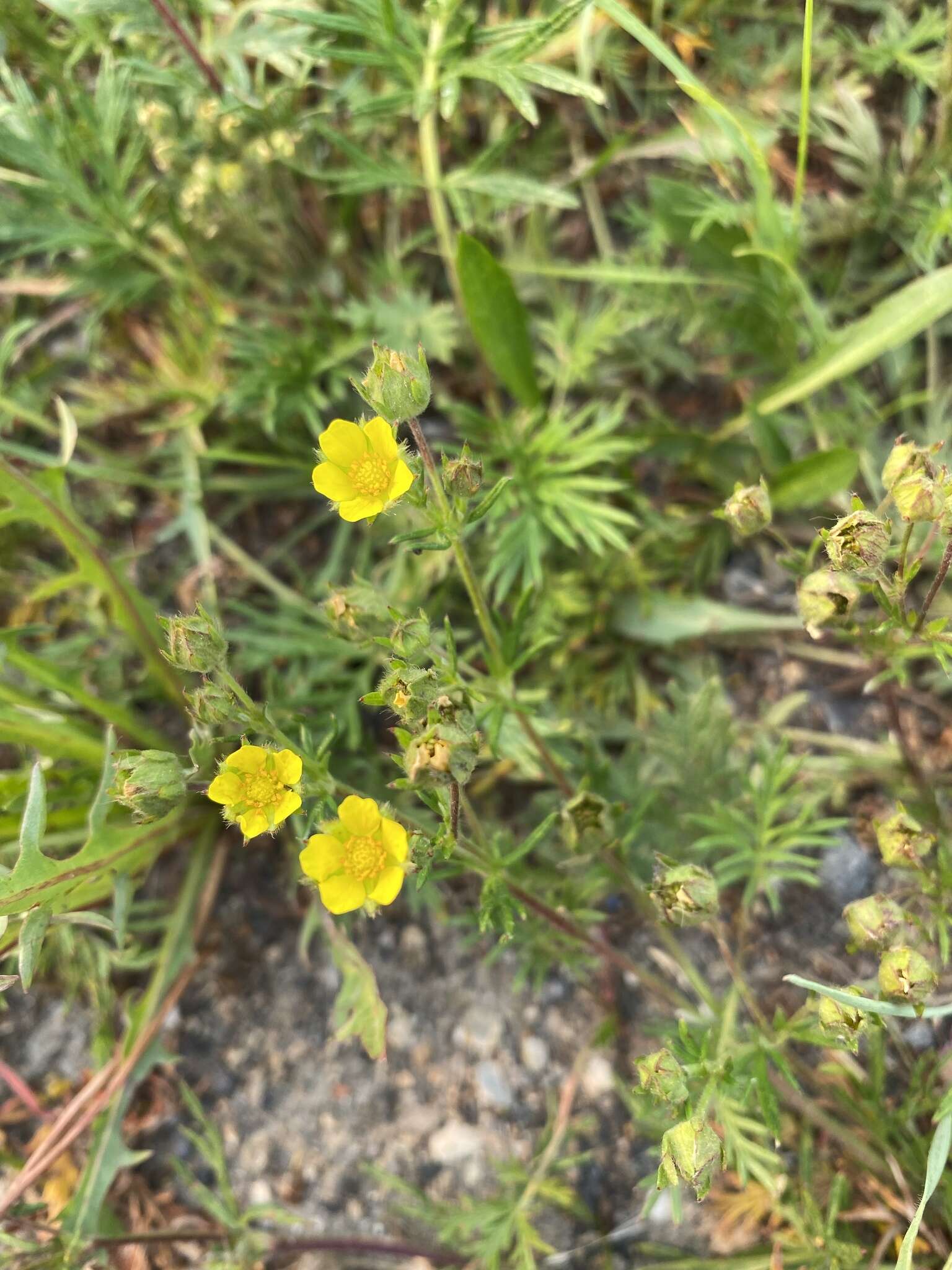 Image of staghorn cinquefoil