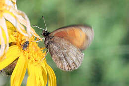 Image of Mnestra’s Ringlet