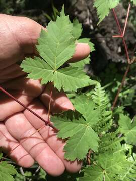 Image of New Mexico maple