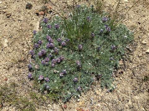 Image of desert lupine