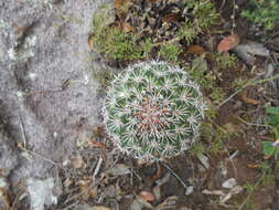 Image of Coryphantha clavata (Scheidw.) Backeb.