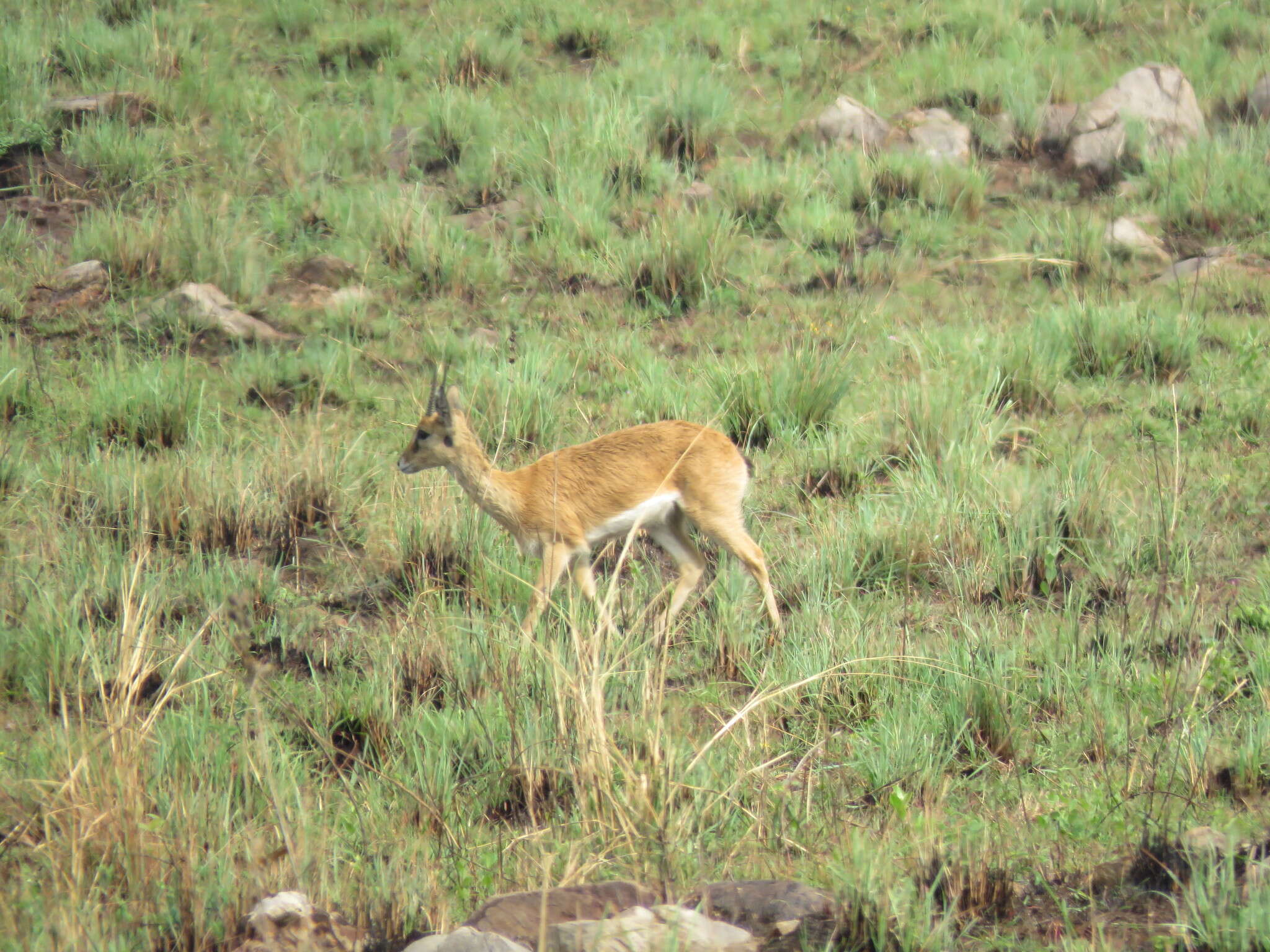 Image of Ourebia ourebi hastata (Peters 1852)