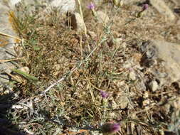 Слика од Centaurea paniculata L.