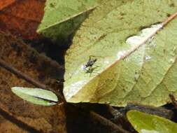 Image of Rhagovelia oriander Parshley 1922