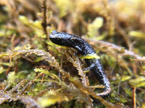 Image of Wandering Salamander