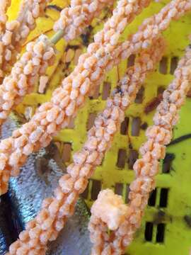 Image of Pacific red tree coral