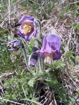 Image de Pulsatilla violacea subsp. georgica (Rupr.) Luferov