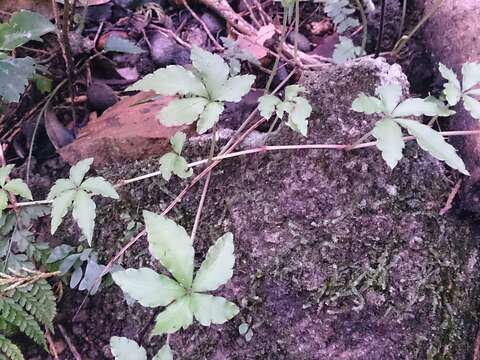 Image of Tetrastigma obtectum (Wall. ex Lawson) Planch. ex Franch.