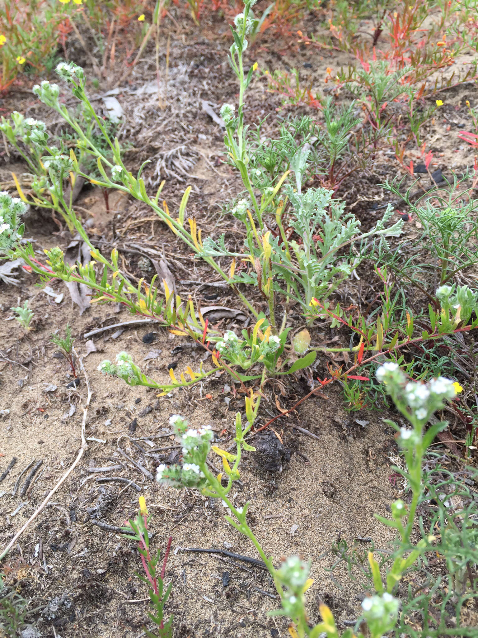 Слика од Cryptantha leiocarpa (Fisch. & C. A. Mey.) Greene