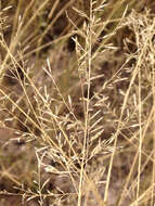 Eragrostis lehmanniana Nees的圖片