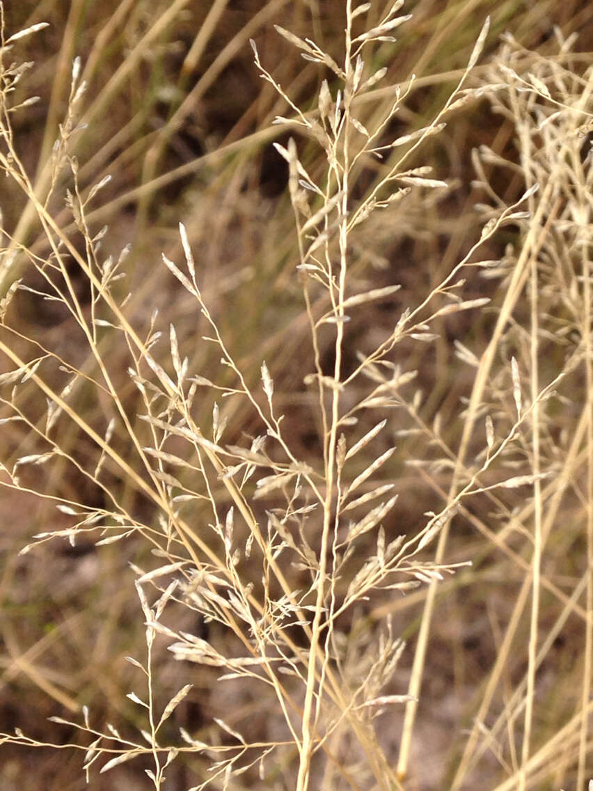 Plancia ëd Eragrostis lehmanniana Nees