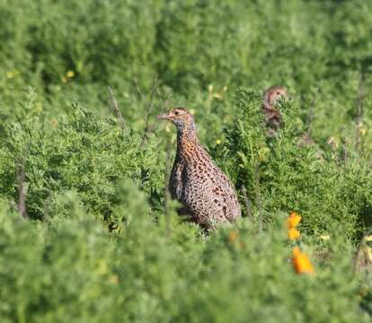 Image of Grey-winged Francolin