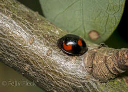 صورة Exochomus quadripustulatus (Linnaeus 1758)