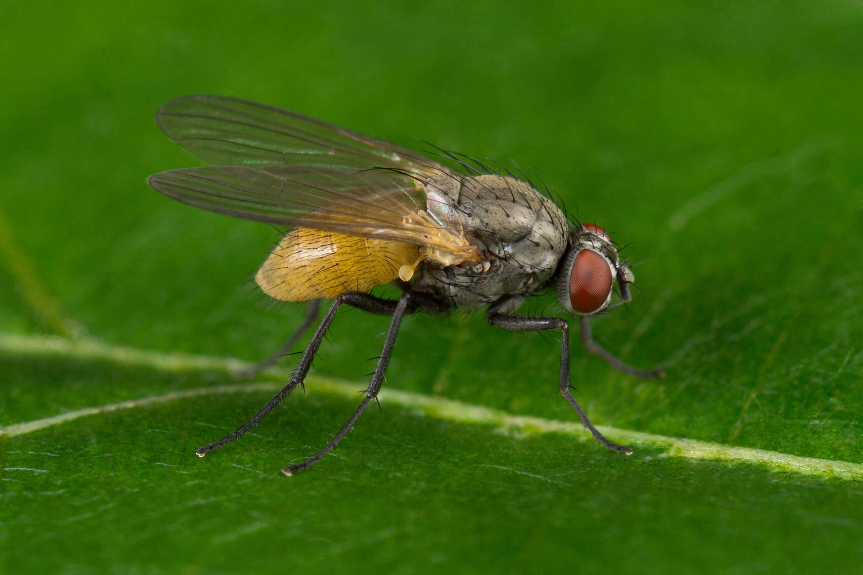 Sivun Thricops semicinereus (Wiedemann 1817) kuva