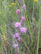 Слика од Liatris bracteata Gaiser