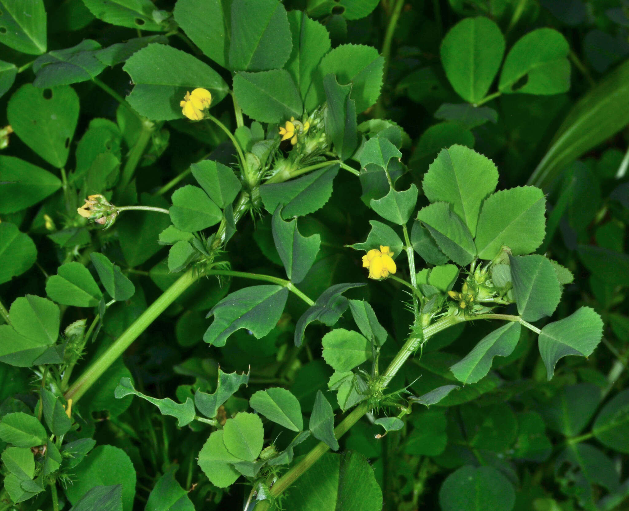 Image of burclover