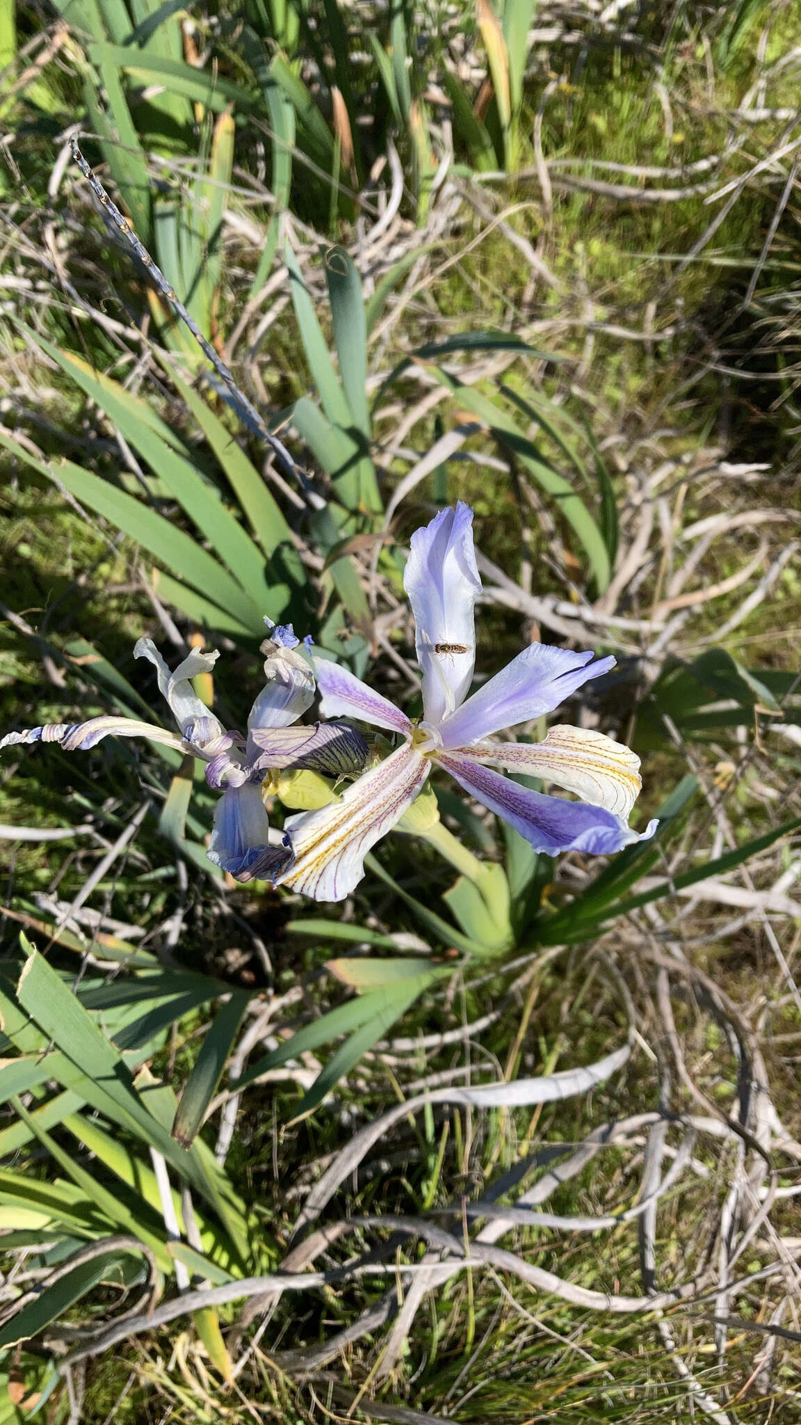 Image of Coast Iris