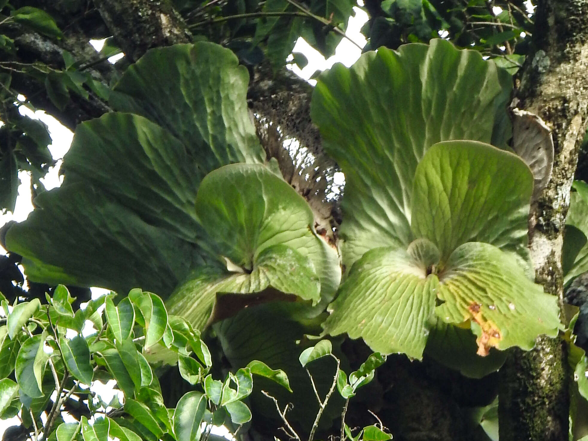 Imagem de Platycerium elephantotis Schweinf.