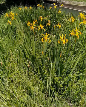 Image of Iris xanthospuria B. Mathew & T. Baytop