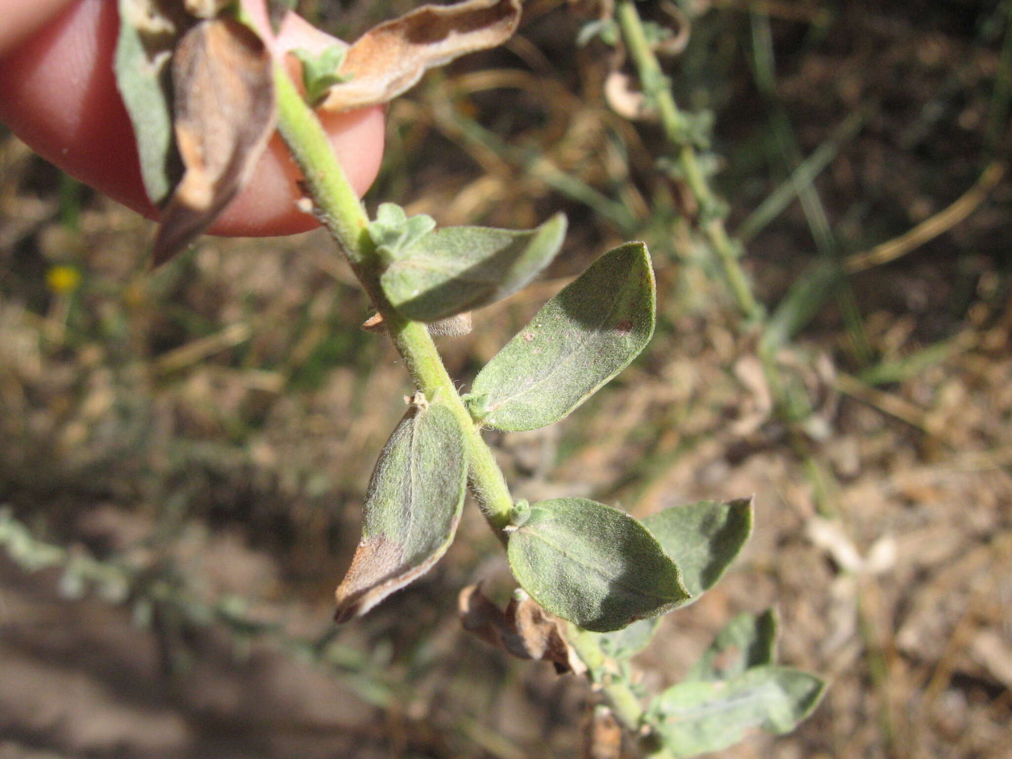 Image of Heterotheca excelsior G. L. Nesom