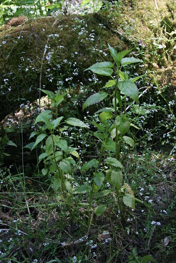 Image of Urtica kioviensis Rogow.