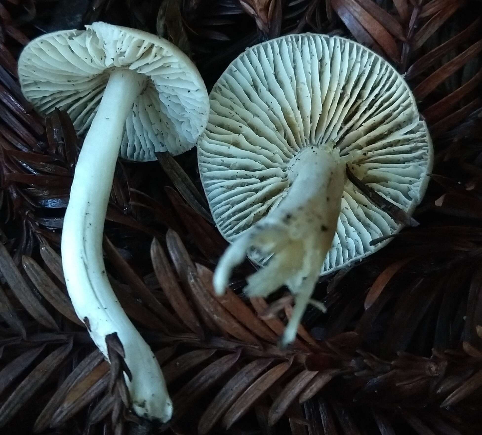 Image de Cuphophyllus fornicatus (Fr.) Lodge, Padamsee & Vizzini 2013