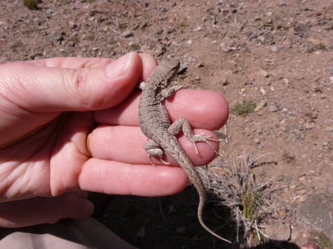 Image of Ruibal's Tree Iguana