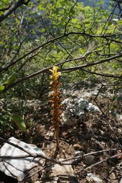 Orobanche pycnostachya Hance resmi